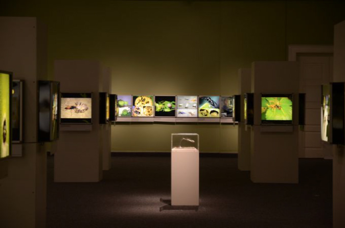 Wasp_exhibition__DSC3531